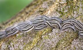 Family, home & consumer including energy, kids, elderly and relationships, finances and work, and housing; Tree Pests Strathcona County