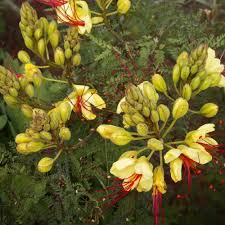 Image result for Caesalpinia cassioides