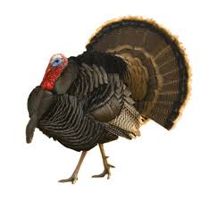 Originated by crossing the domestic turkeys with the eastern wild turkey, the standard bronze is slow growing and is a lot smaller in size compared to the broad breasted. Orlopp Broad Breasted Bronze Turkey Townline Hatchery