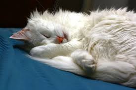 These cats are prone to the groovy mutation (as a young professor x once put it) known as heterochromia, meaning one eye may be colored differently from the other. File Sleeping Cat White Long Hair Turkish Angora Jpg Wikimedia Commons