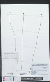 Image result for Xyris congensis