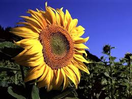 Besar, biasanya berwarna kuning terang. Wallpaper Foto Dan Gambar Bunga Cantik Untuk Laptop Satria Baja Hitam Sunflower Sunflower Painting Nature Wallpaper