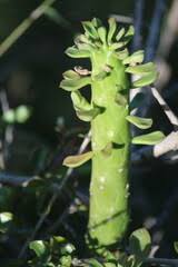 Image result for Monadenium friesii