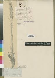 Image result for Disa ochrostachya