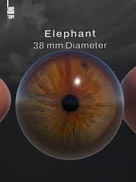 Image result for artistic divergence eyeballs