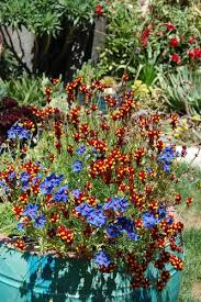 Image result for Anagallis kochii