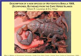 Image result for Polygala hottentotta