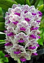 5 Surprising Facts About Orchids Flower Science Beautiful Orchids Bonsai Flower Flower Seeds