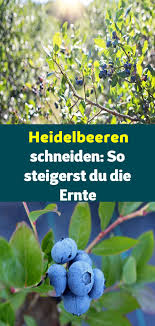 Heidelbeeren Schneiden So Steigerst Du Die Ernte Heidelbeeren Pflanzen Heidelbeeren Schneiden Straucher Garten