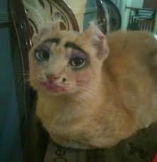 The Cats Of Baekhyun Komik Hayvan Fotograflari Komik Hayvan Hayvan Mizahi