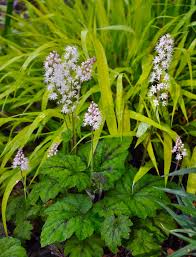 Image result for Dewevrella