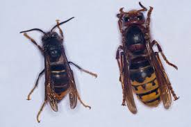 Inseto chega a medir 5 centímetros de comprimento. Visao E Se Os Corvos Forem Treinados Para Comer Os Ninhos De Vespas Asiaticas