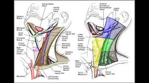 Sub occipital lymph nodes are palpable immediately behind the ear. Cervical Lymph Node Levels In 5 Minutes Youtube