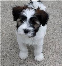 It was also one of the earliest dog breeds to be used as a police dog in germany and in great britain. 33 Tibetan Terriers Ideas Tibetan Terrier Terrier Tibetan