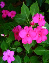 We did not find results for: Pictures Of Flowering Plants That Grow Well In My Houston Garden In October Dengarden