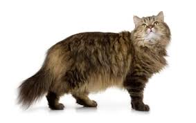 The norwegian forest cat, called the skogkatt (forest cat) in norway, is a natural breed and despite a feral appearance is not a descendant or a hybrid of any wild cat species. Norwegian Forest Cat Breed Information Pictures Characteristics Facts