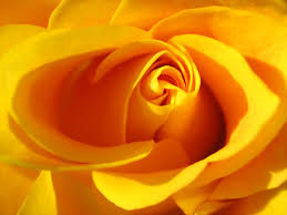 Desire, passion, joy of life, youth, energy burgundy: Wallpaper Yellow Sun Orange Peach Light Flower Petal Rosa Sole Giallo Computer Wallpaper Close Up Macro Photography Still Life Photography Garden Roses Rose Family Rose Order Floribunda 1600x1200 761203 Hd Wallpapers Wallhere