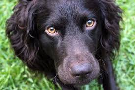 Black And Brown Dog Breeds Medium Boykin Spaniel Boykin Spaniel Spaniel Dog Spaniel