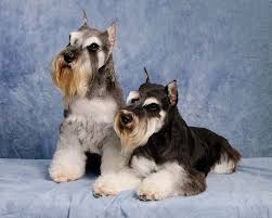 Check spelling or type a new query. Q A Champion Miniature Schnauzer Mini Schnauzer Breeders Texas Mini Schnauzer Schnauzer Puppy Schnauzer