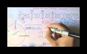 Nervous System Resting Membrane Potential Physiology Nervous System Anatomy And Physiology