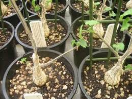 Image result for Corallocarpus bainesii