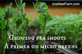 Maybe you would like to learn more about one of these? Growing Pea Shoots A Primer On Micro Greens