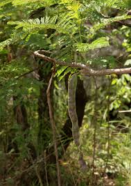 Image result for Acacia goetzei