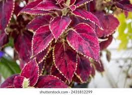 Image result for Coleus guerkei
