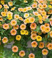 Thus to grow healthy flower plants in india, it is vital for a gardener to identify the degree of shade that the flower plant needs or will tolerate. Buy Petunia Indian Summer 8 95 Sarah Raven Container Plants Plants Indoor Flowering Plants