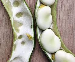 Parang, ais kacang, kacang soya, parang knife, bubur kacang, air batu campur. File Fava Beans 1 Jpg Wikimedia Commons