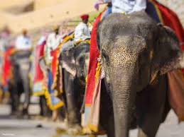 Elephants on World Elephant Day