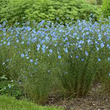 Image result for Linum volkensii