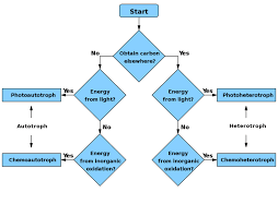 Phototroph Workflow Diagram Photosynthesis Acronis True Image