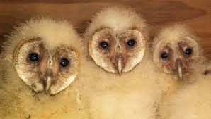 Because pest control products can be dangerous to your family if mishandled, we always recommend consulting with an exterminator even if just to ask below are our top 3 picks based on that review for pest removal. Sonoma County Vintners Using Barn Owls For Pest Control