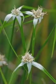 Image result for Rhynchospora rubra