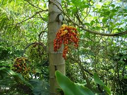 Image result for Gaussia maya