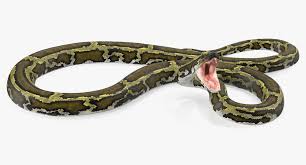 3d Model Green Python Snake Rigged Turbosquid 1417659 Python Snake 3d Model Snake