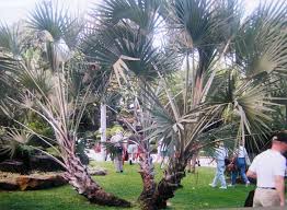 Image result for Hyphaene coriacea