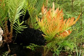 Image result for Blechnum tabulare
