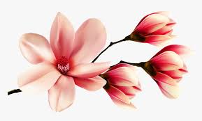 Flor De La Magnolia Flores Magnolia Primavera Pink Magnolia Clip Art Hd Png Download Kindpng Flores vintage, white magnolia flowers in bloom, png. pink magnolia clip art hd png download
