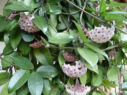 We did not find results for: Climbing Plants Like To Climb Laidback Gardener