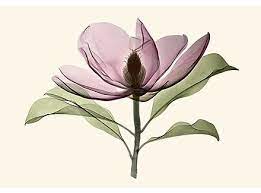 Allan Gill Xray Plant Photograph Brown Beauty Magnolia Draw Flowers Watercolor Xray Art Flower Painting