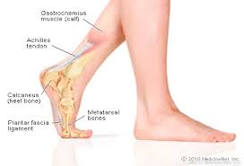Image result for Ankle Dislocation