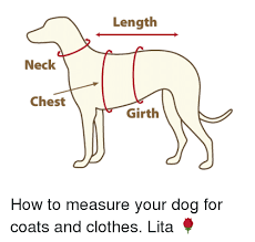 Length Neck Chest Girth How To Measure Your Dog For Coats And Clothes Lita Clothes Meme On Me Me