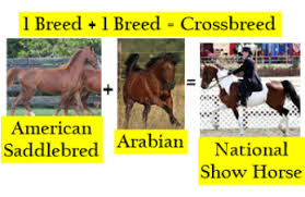 Crossbreeding Animals Definition Examples Study Com