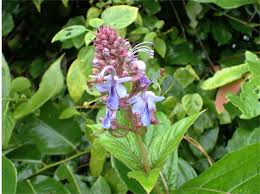 Image result for Rotheca