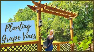 Image result for pruning grapes on a pergola