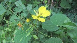 Image result for Gnidia hockii