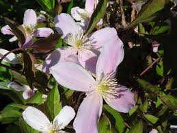 Check spelling or type a new query. Baumschule Eggert Blutenstraucher Baumschulen Heckenpflanzen Bergwaldrebe Clematis Montana Rubens Direkt Vom Pflanzenversand Der Markenbaumschule Bestellen