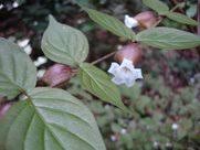 Image result for Mostuea batesii